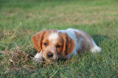 CHIOT 2