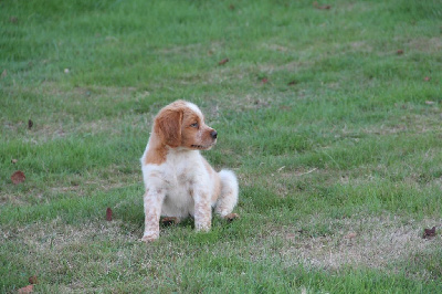 CHIOT 5