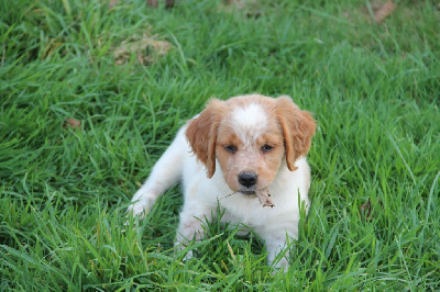 CHIOT 9