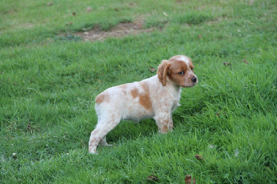 CHIOT 6