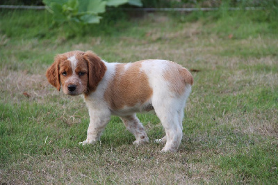 CHIOT 7